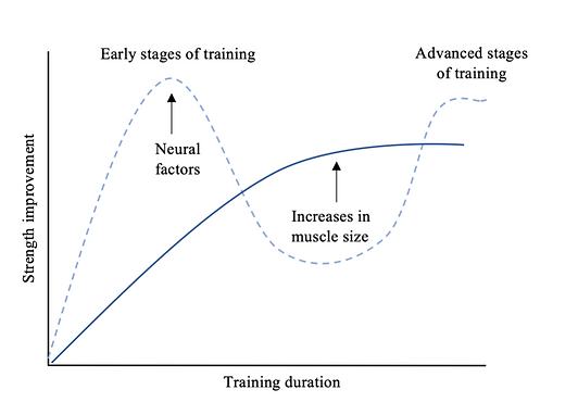 Resistance Training Adaptations | The Exercise Science Academy